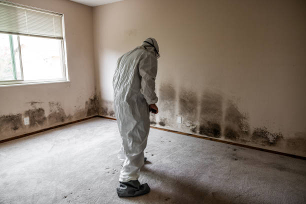 Professional Mold Removal in Winnsboro Mills, SC